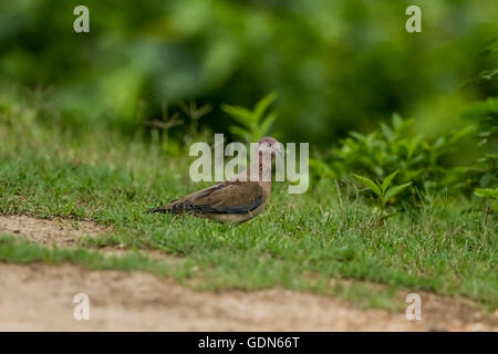 Laughing dove in the green grass, India Stock Photo