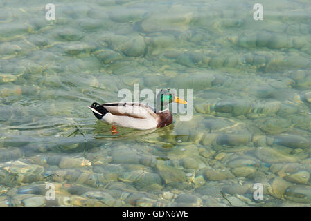 Swimming mallard in the lake Garda in Italy Stock Photo