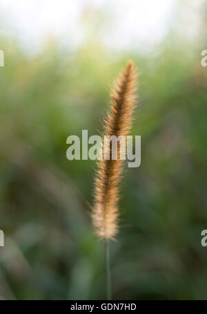 Fountain Grass Stock Photo
