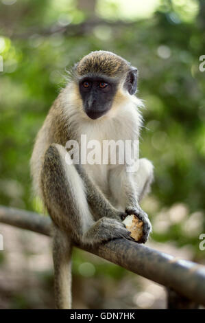 Green Monkey In Tree Stock Photo