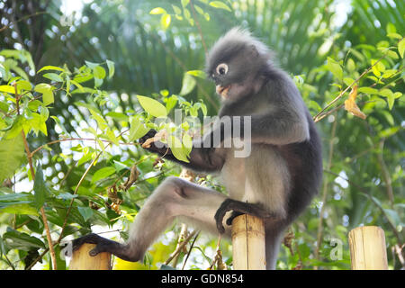 Wild monkey sitting on fence and eating leaves Stock Photo