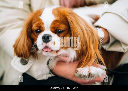 White and red Cavalier King Charles Spaniel Dog sits in hands of woman Stock Photo