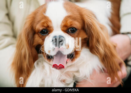 Funny white and red Cavalier King Charles Spaniel Dog sits in hands of woman Stock Photo