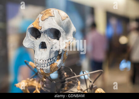 Lucy skeleton, a female of the hominin species Australopithecus afarensis Stock Photo