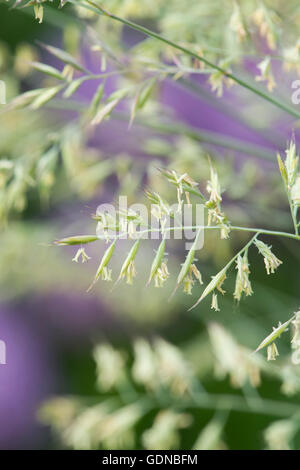 Festuca glauca. Intense blue grass in flower Stock Photo