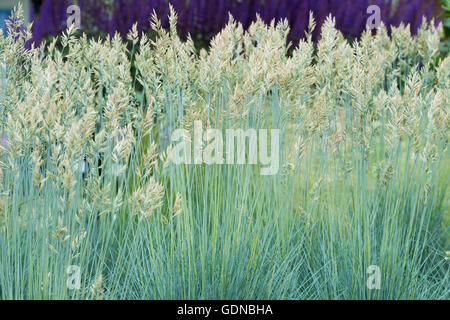 Festuca glauca 'Intense blue'. Blue fescue 'Intense blue'. Festuca glauca 'Casblue' grass in flower Stock Photo