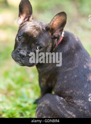 Cute French bulldog puppy in the park Stock Photo