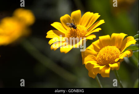 A fly perches on a yellow daisy flower in Prado del Rey, Sierra de Cadiz, Andalusia, Spain Stock Photo