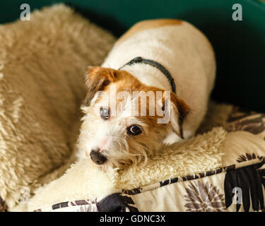 Alfie the Jack Russell terrier Stock Photo