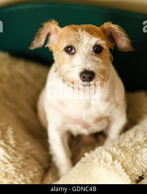 Alfie the Jack Russell terrier Stock Photo