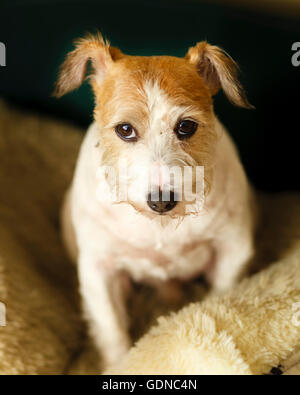 Alfie the Jack Russell terrier Stock Photo