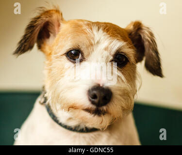 Alfie the Jack Russell terrier Stock Photo