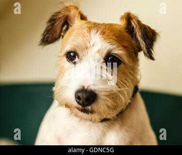 Alfie the Jack Russell terrier Stock Photo