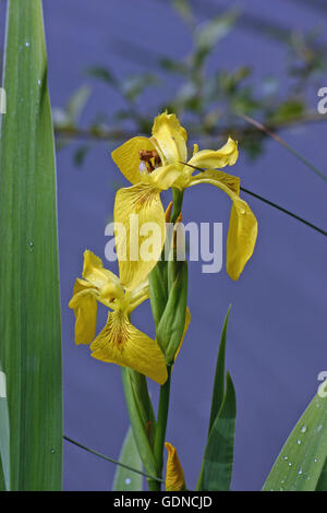 Yellow flag iris (Iris pseudacorus) Stock Photo