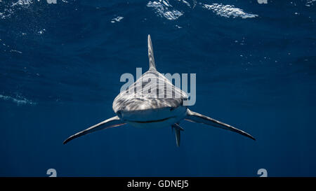 Sandbar shark looking at camera Stock Photo