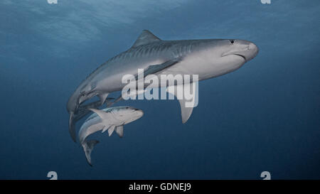 Tiger shark and cobia Stock Photo