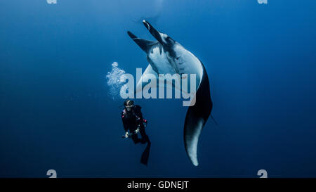 Scuba diver swimming with giant oceanic manta ray Stock Photo