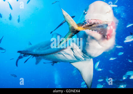 Lemon shark eating tuna tail Stock Photo