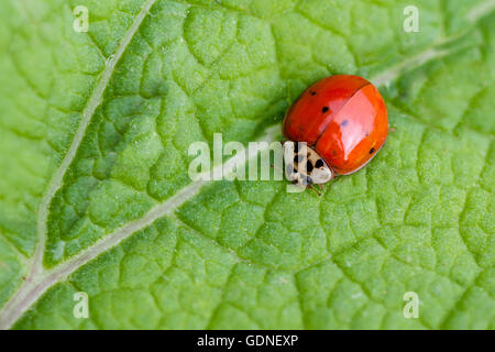 Ladybug crawling on a leaf. Stock Photo
