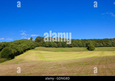 A freshly harvested  hay field and woodlands in the scenic hilly landscape of the Yorkshire wolds in summertime. Stock Photo