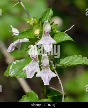 Great Hedge-nettle or Prasium - Prasium majus Wild Flower from Cyprus Stock Photo