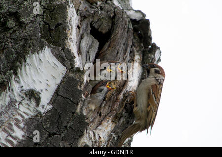 The bird a sparrow feeds baby birds on a birch, a birch, a sparrow to feed, a tree, baby birds, care, children, mother, the bird Stock Photo
