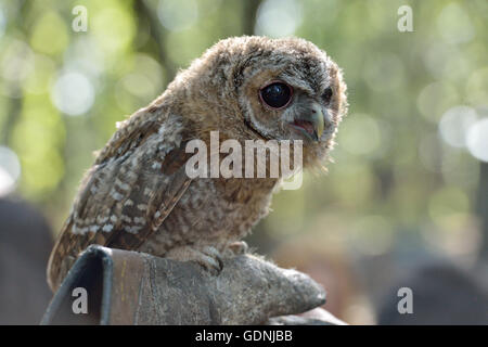 Tawny owl, Strix aluco, Strigidae, Lazio, Italy Stock Photo
