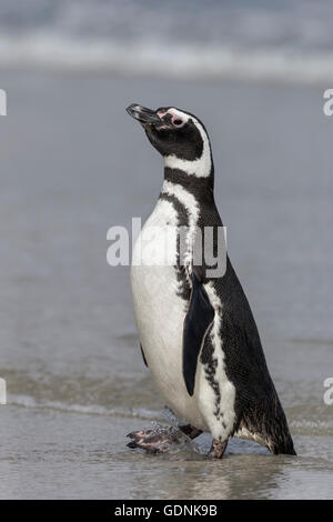 Magellanic Penguin Stock Photo