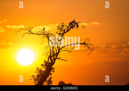 Sunset over the Chobe river in Botswana Africa with a bird perched in the tree silhouetted against the setting sun Stock Photo