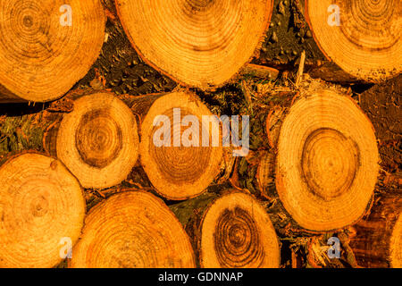 Close up image depicting recently felled trees stacked in log piles, focusing on the form and shape of the exposed trunk. Stock Photo