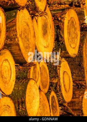 Close up image depicting recently felled trees stacked in log piles, focusing on the form and shape of the exposed trunk. Stock Photo