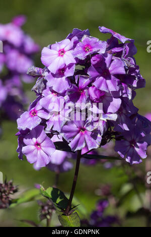 Flower head of the scented perennial, Phlox paniculata 'Blue Paradise' Stock Photo