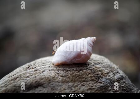 Tiny spider on sea shell. Pender Island, BC, Canada Stock Photo