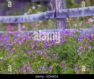 Wooden fence, wildflowers, cranesbill on a slope. Homestead, timber building in the background. Stock Photo