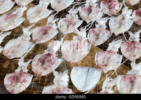 Fresh squids put on racks  to open air drying, in the Ao Khlong Wan harbour (Prachuap Khiri Khan province - Thailand). Calmars. Stock Photo