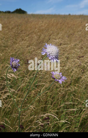 Field scabious in meadow Stock Photo