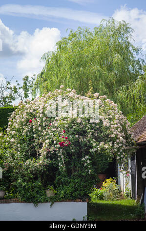 Rambler rose Wedding Day in UK Stock Photo