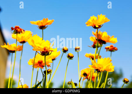 dasy in italy yellow flower field nature and spring Stock Photo