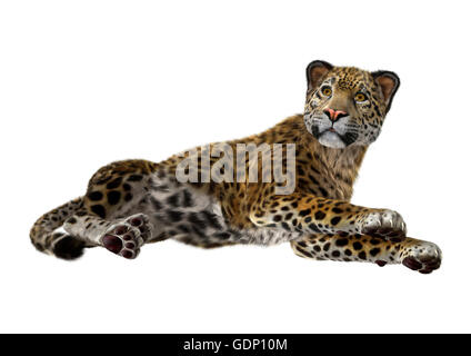 white jaguar animal wallpaper hd