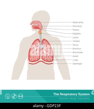 The human respiratory system medical illustration with internal organs Stock Vector