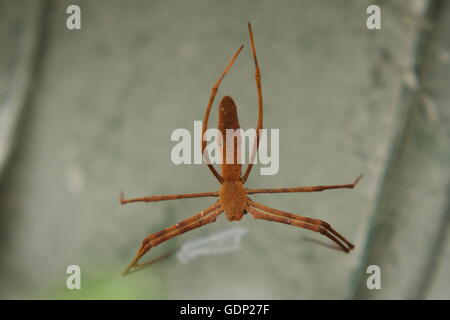 Rufous Net-Caster Spider, 'deinopis subrufa' Stock Photo