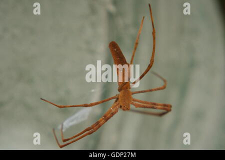 Rufous Net-Caster Spider, 'deinopis subrufa' Stock Photo