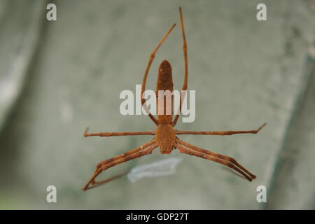 Rufous Net-Caster Spider, 'deinopis subrufa' Stock Photo