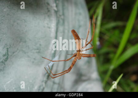 Rufous Net-Caster Spider, 'deinopis subrufa' Stock Photo