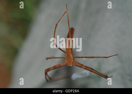 Rufous Net-Caster Spider, 'deinopis subrufa' Stock Photo