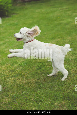 Cockerpoo puppy dog leaping through the air in the garden with ears flapping Stock Photo