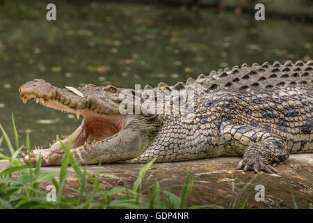 close up of Indian Mugger Crocodile or Indian Marsh crocodile basking ...