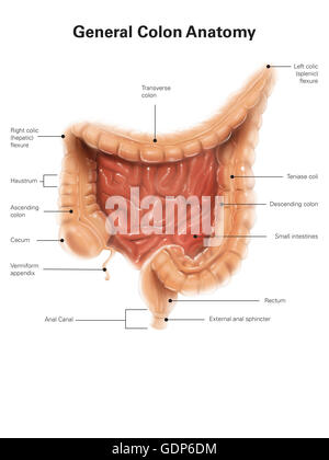 General colon anatomy, with labels. Stock Photo