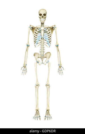 Anterior view of human skeletal system. Stock Photo