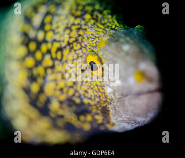 Snowflake moray eel (Echidna nebulosa) in Costa Rica. Stock Photo